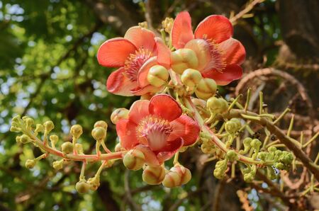 Beautiful  flower of Cannon Ball Tree,Couroupita guianensis Aubl,Lecythidaceae. The plant in Buddhism history and typically be founded growing in Thai Temple area.の写真素材
