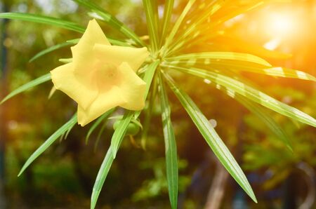 Yellow flowers in summer meadowの写真素材