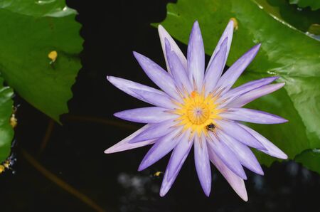 Beautiful purple waterlily or lotus flower in pond.の写真素材
