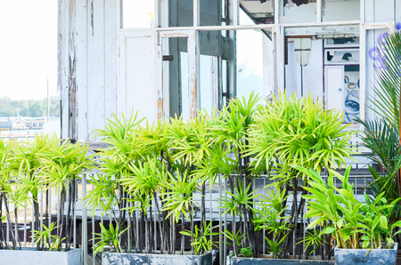 Fresh tree fence separates the park and abandoned vintage style house.のeditorial素材