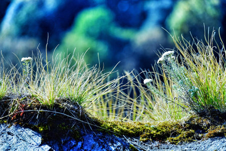 Small grass on stoneの写真素材