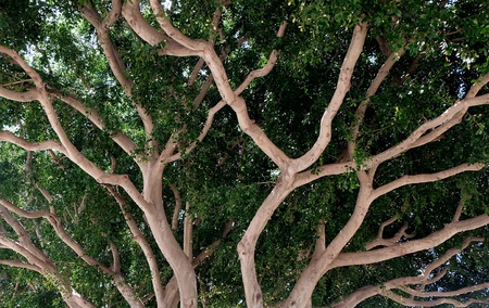 Branches of an old, tall treeの写真素材