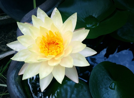 Yellow Waterlilyの写真素材