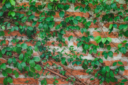 Vine on the red brick wall.の写真素材
