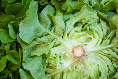 Fresh Lettuceの写真素材