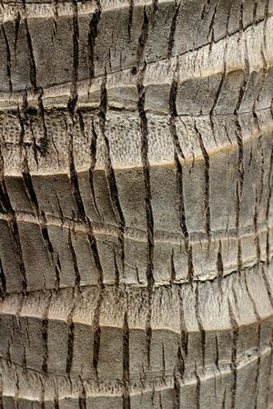 Bark