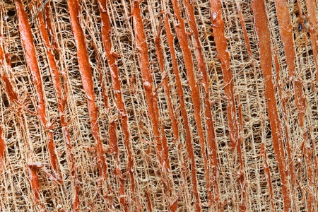 Closes up  Fragment the bark  の写真素材