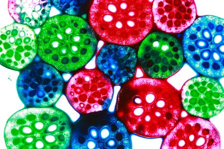 Lotus stem slice colorful closes  up の写真素材