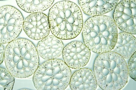 Lotus stem slice closes  up  の写真素材