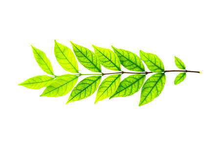 Green leaf isolated on white background