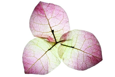 Pink Bougainvillea on white background