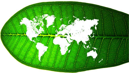 world map in a leafの写真素材