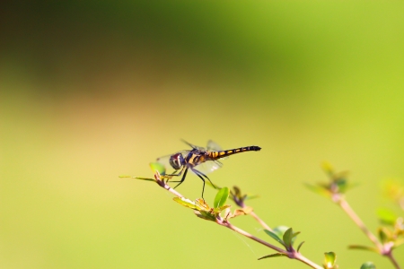 dragonfly outdoorの写真素材