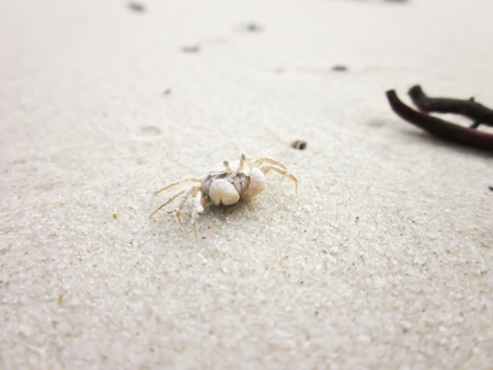 Tiny ghost crab on a sand beachの写真素材