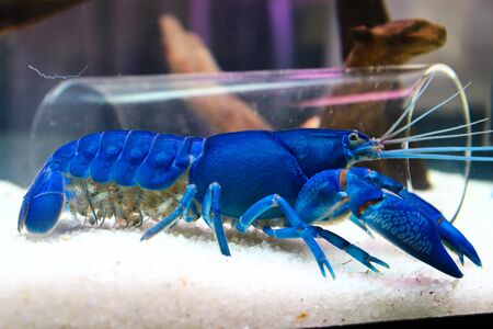 Shrimp in aquariumの写真素材