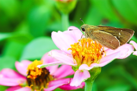butterfly feeding on a flower on a bright sunny day 