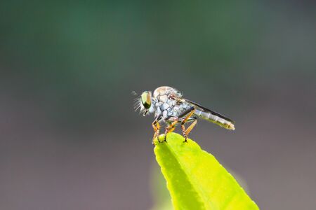 fly macro on green leaves の写真素材