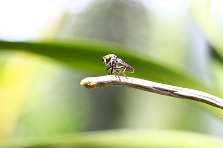 fly macro on green leaves 