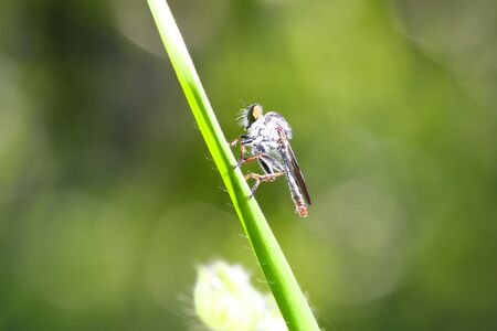 fly macro on green leaves 