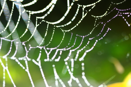 Spider Web Covered with Sparkling Dew Dropsの写真素材