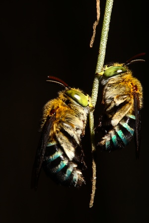 Bees on a branch の写真素材