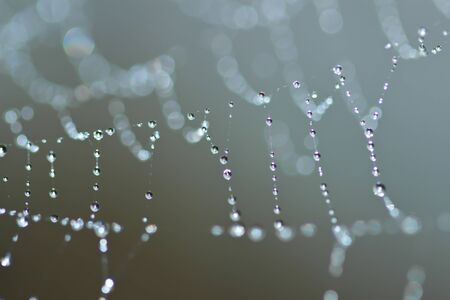 Spider Web Covered with Sparkling Dew Dropsの写真素材