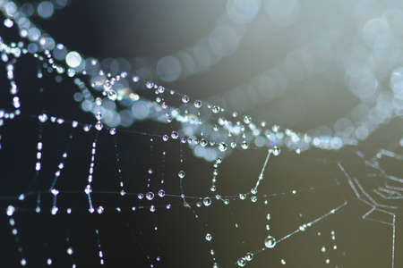 Spider Web Covered with Sparkling Dew Drops