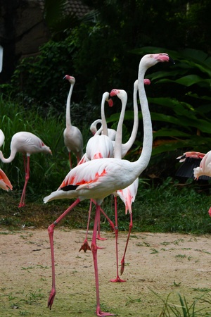 Greater Flamingo  Phoenicopterus roseus の写真素材