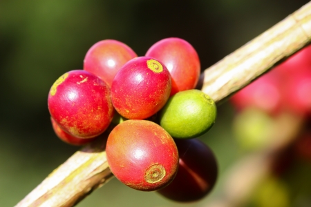 Coffee tree with ripe berries on farmの写真素材