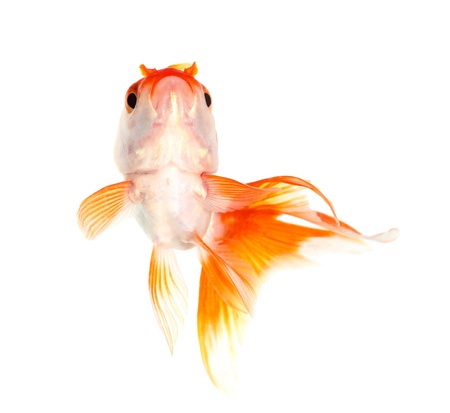 Gold fish  Isolation  on the whiteの写真素材