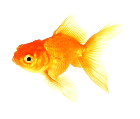 Gold fish  Isolation  on the whiteの写真素材