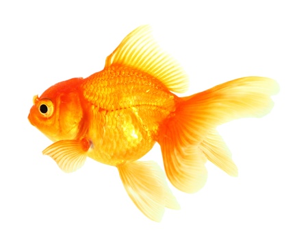 Gold fish. Isolation on the whiteの写真素材