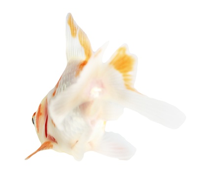 Gold fish. Isolation on the whiteの写真素材
