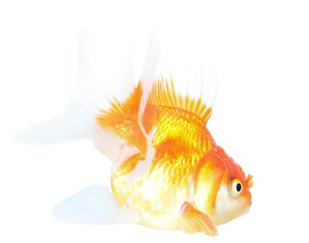 Gold fish  Isolation  on the whiteの写真素材