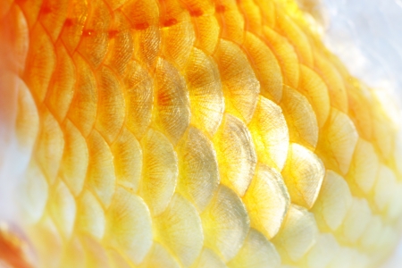 Gold fish  Isolation  on the whiteの写真素材