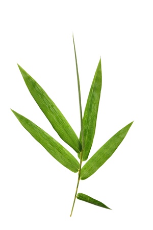 Bamboo leaves isolated on white backgroundの写真素材