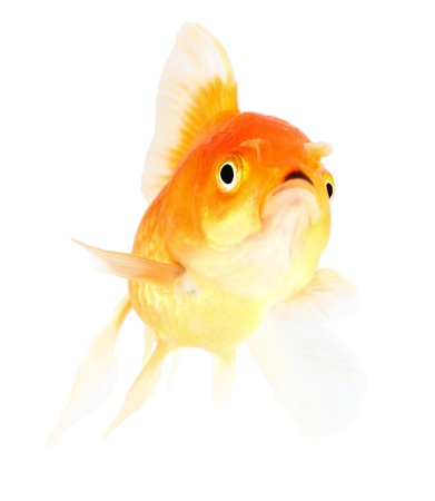 Gold fish. Isolation  on the whiteの写真素材