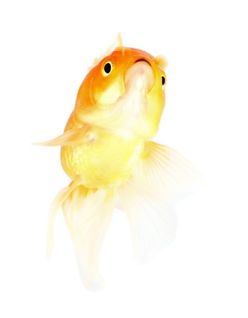 Gold fish. Isolation  on the whiteの写真素材
