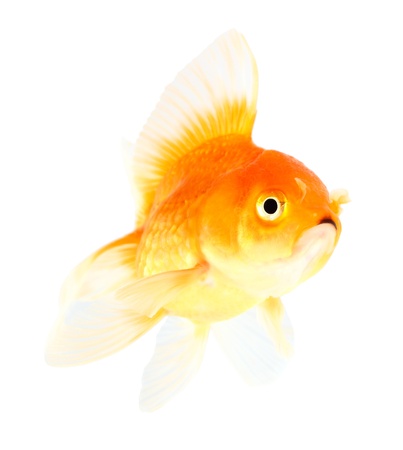 Gold fish. Isolation  on the whiteの写真素材