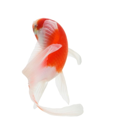 Koi Isolation  on  the white backgroundの写真素材