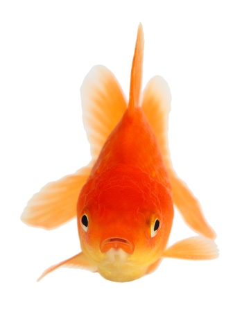 Gold fish. Isolation  on the whiteの写真素材