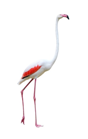 Bird flamingo walking on a white backgroundの写真素材