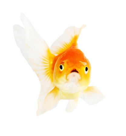 Gold fish. Isolation  on the whiteの写真素材