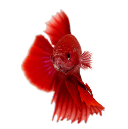 siamese fighting fish , betta isolated on white backgroundの写真素材