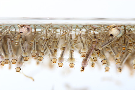 mosquito's larva in waterの写真素材