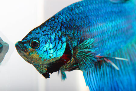 siamese fighting fish , betta isolated on white background