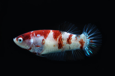 siamese fighting fish , betta isolatedの写真素材