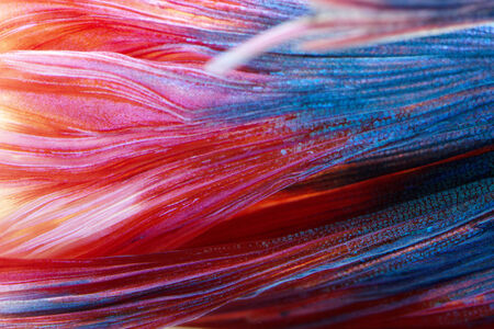 siamese fighting fish , betta isolated on white background.の写真素材
