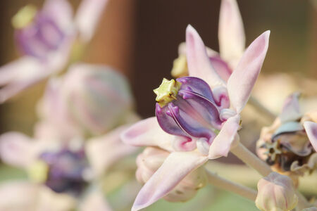 Crown flowers ,Tropical flower.の写真素材