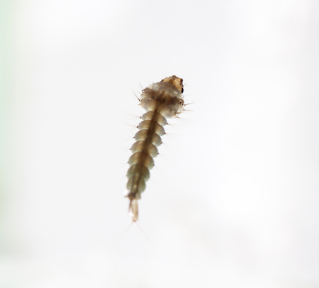 Mosquito's larva in water.の写真素材